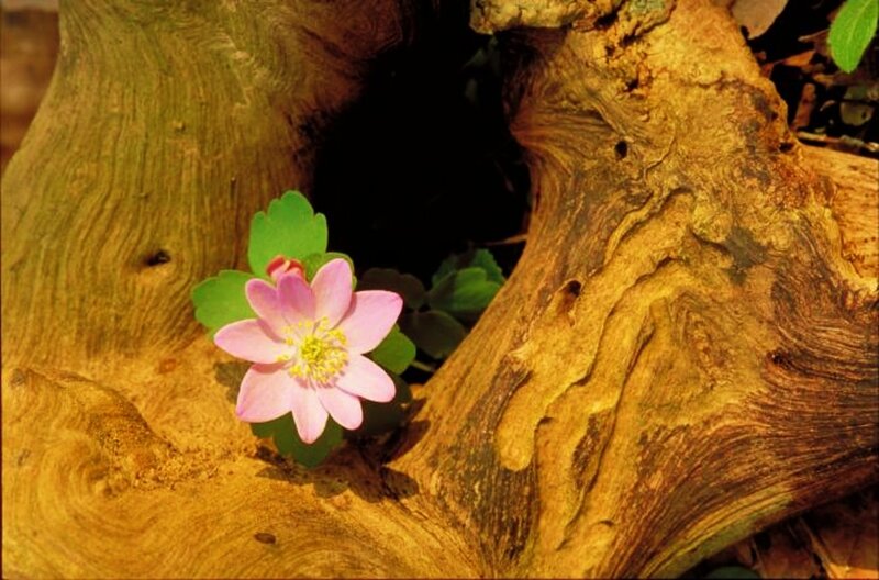 Pink Flower in Wood