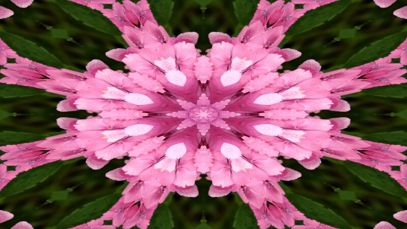 Pink Flower Kaleidoscope — Symmetrical