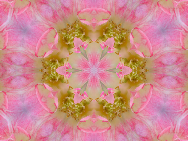 Pink Flower Mandala — Calm, Abstract