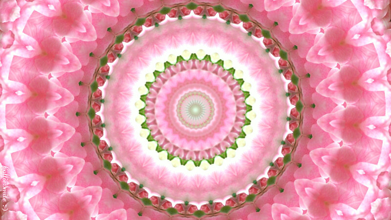 Pink Flower Mandala — Calm, Digital Art, Flowers