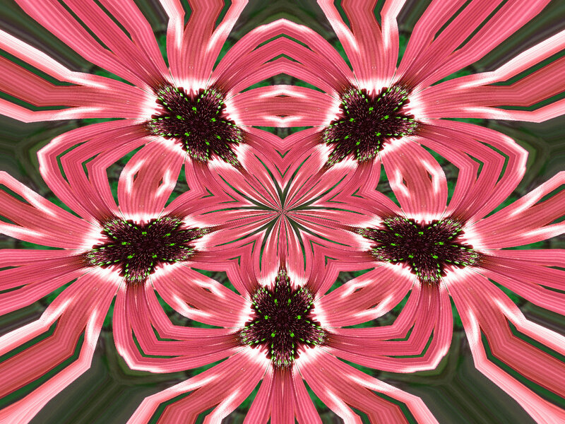 Pink Flower Mandala — Hypnotic