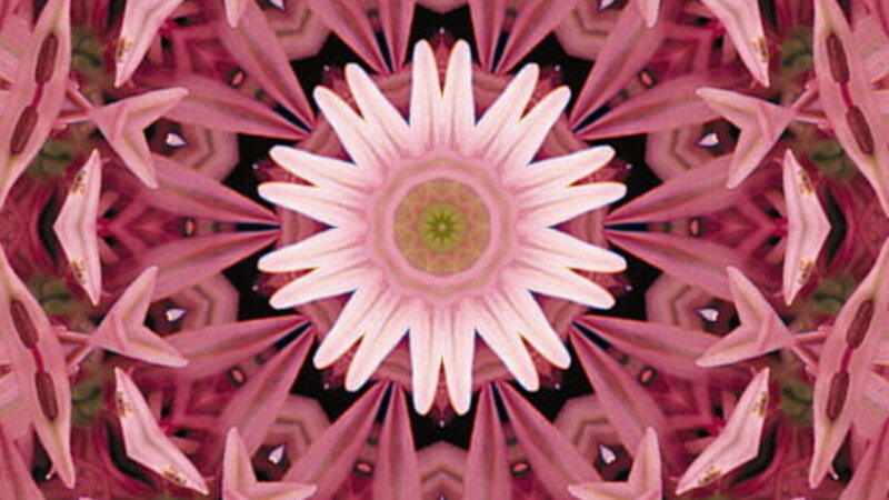 Pink Flower Mandala — Symmetrical, Abstract
