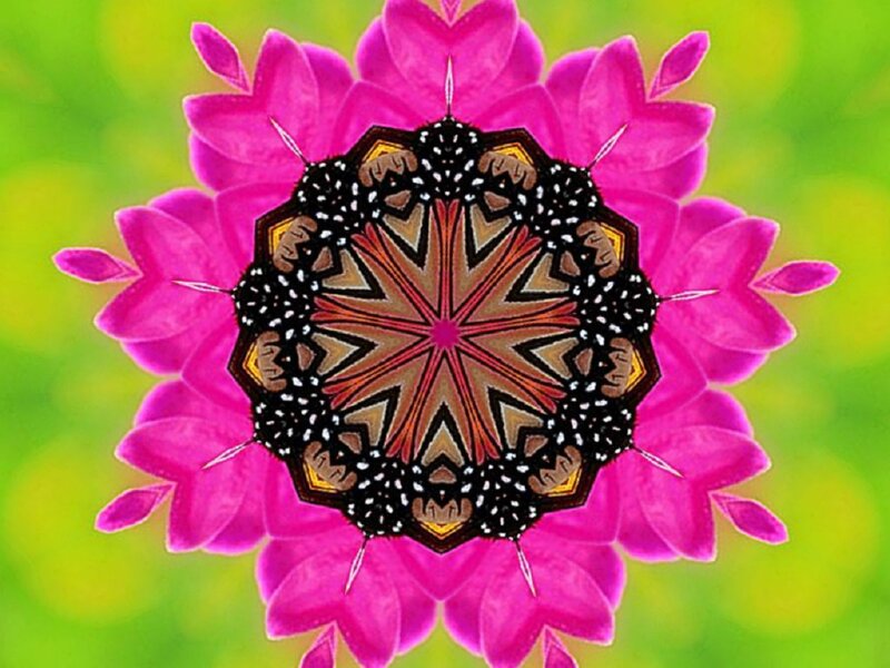 Pink Flower Mandala — Symmetrical, Digital Art, Green Background