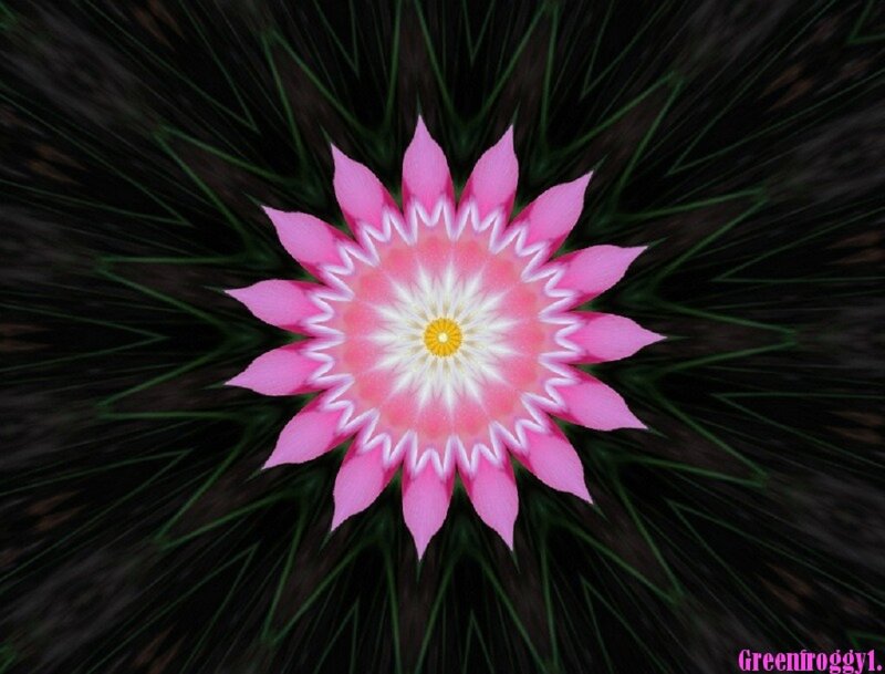 Pink Flower Mandala — Symmetrical, Digital Art, Petals