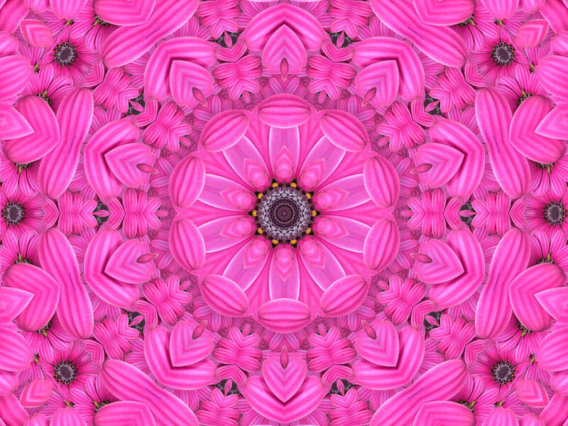 Pink Flower Mandala — Symmetrical, Digital Art