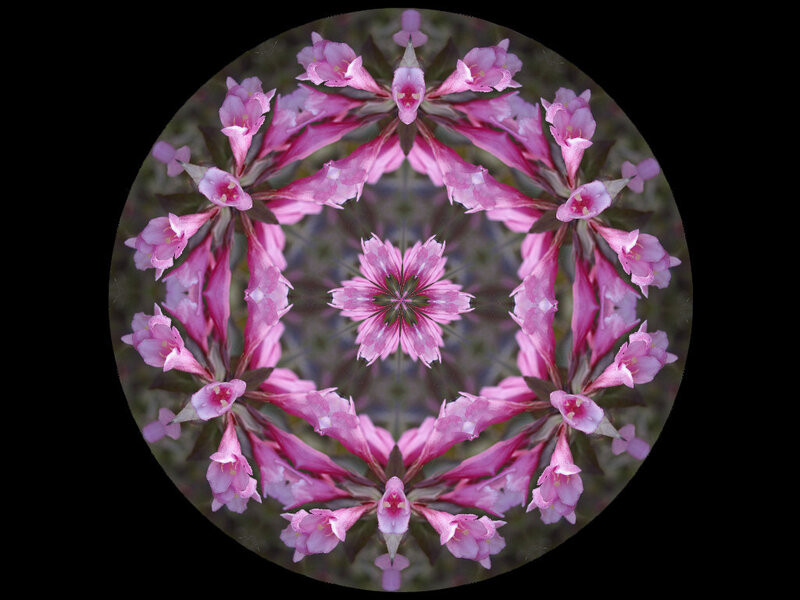 Pink Flower Mandala — Symmetrical