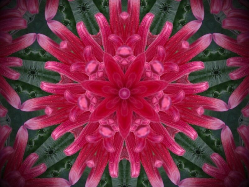 Pink Flower Mandala