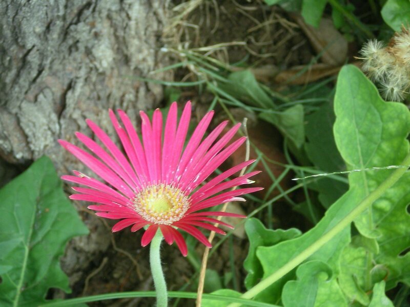 Pink flower near tree trunk
