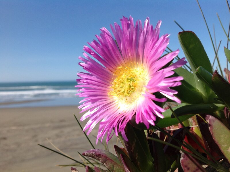 Pink flower on a beach