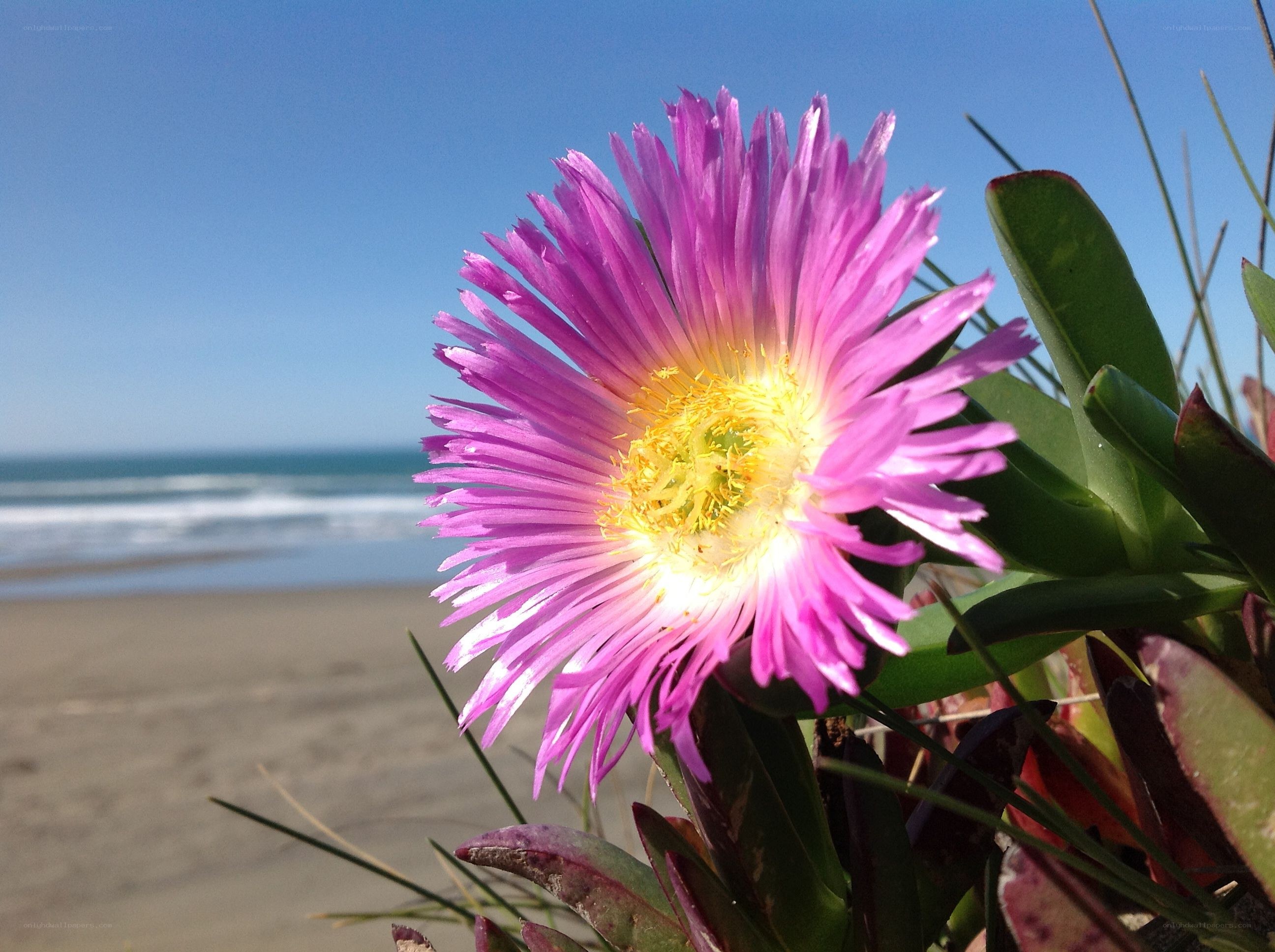 Pink flower on a beach