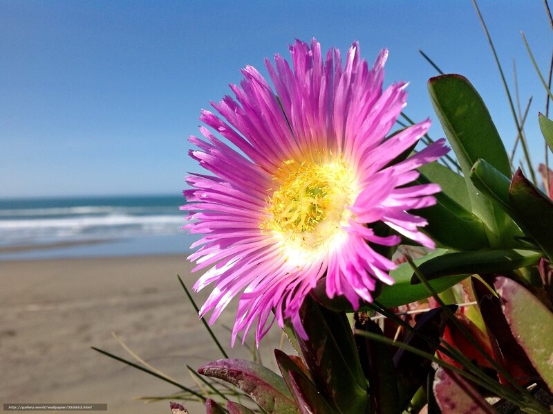 Pink flower on a beach