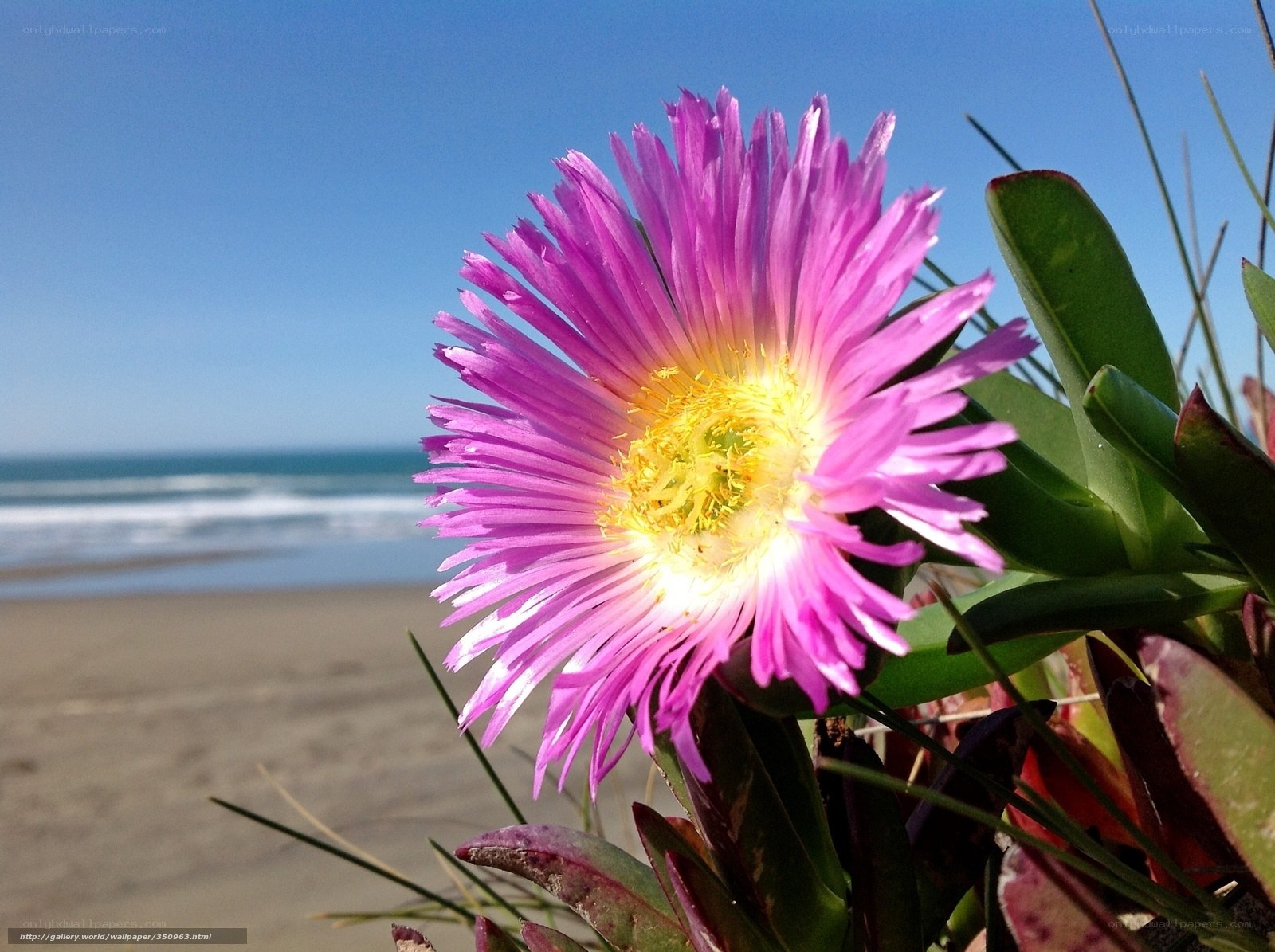Pink flower on a beach