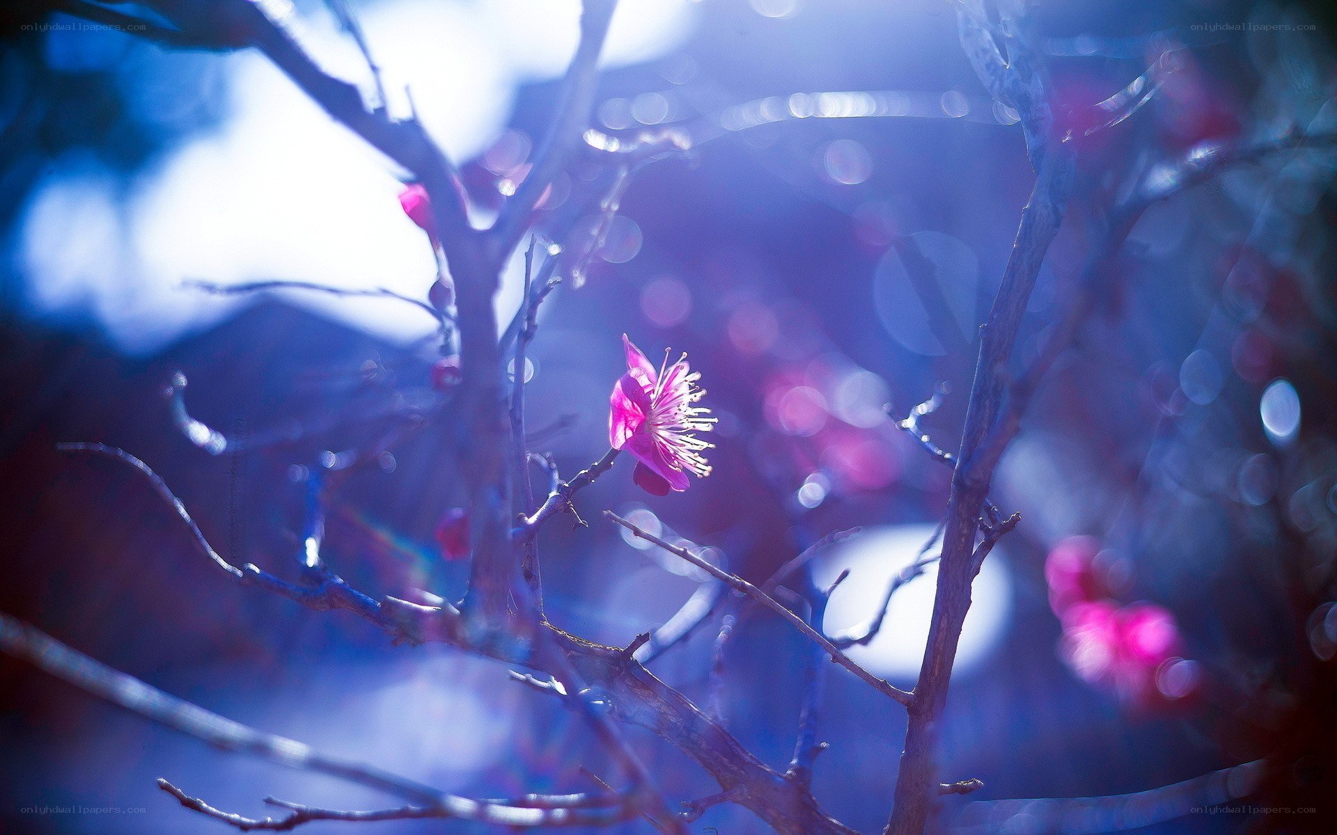 Pink flower on a branch