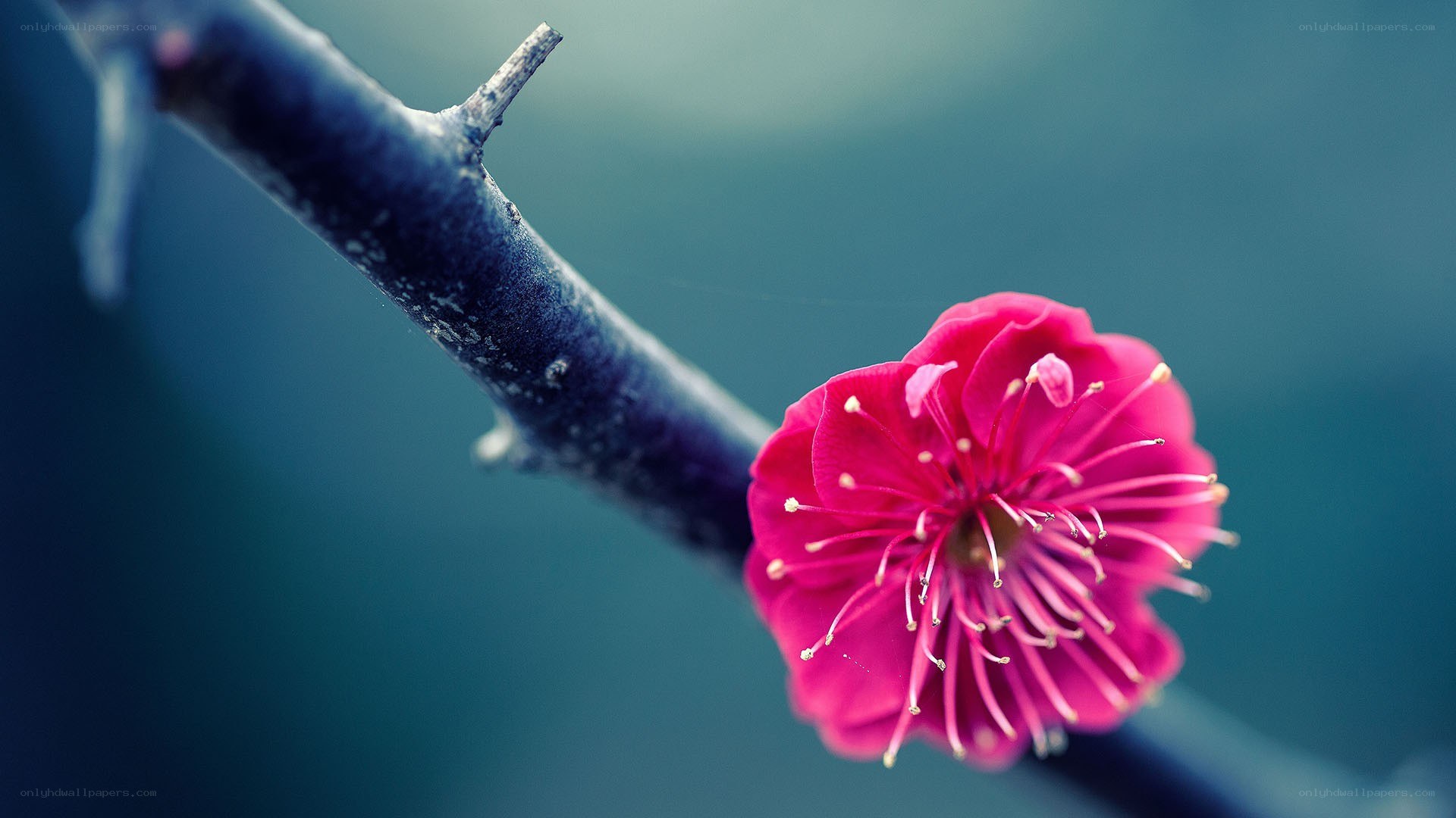 Pink flower on a branch