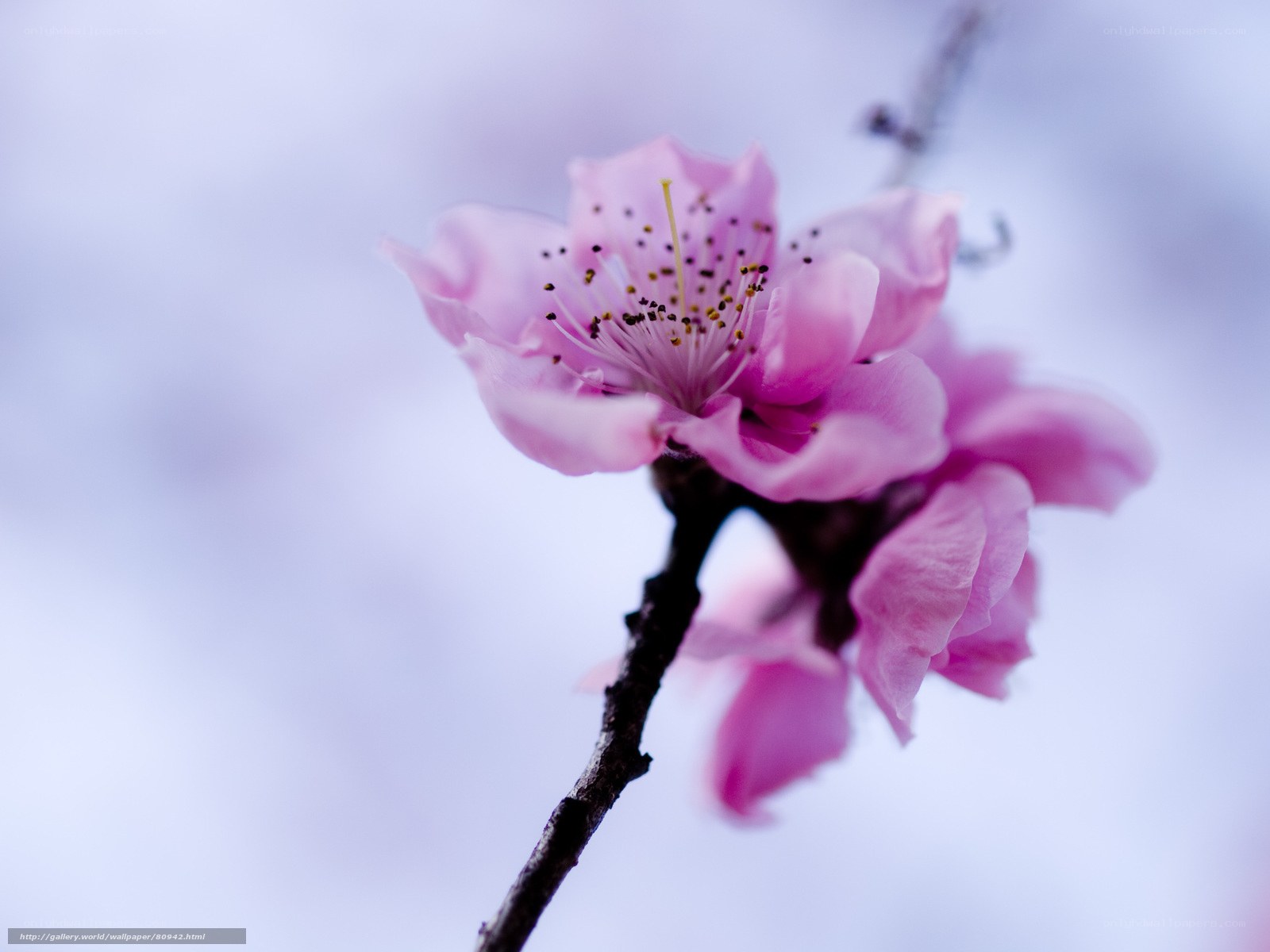 Pink flower on a branch