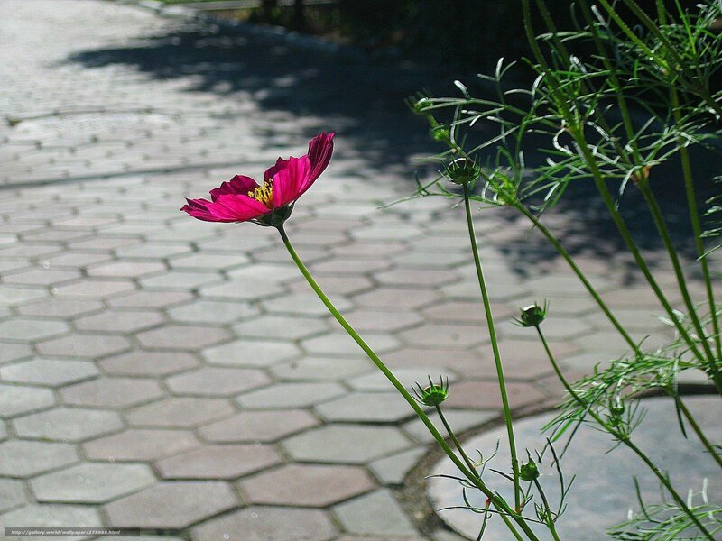 Pink flower on a paved path