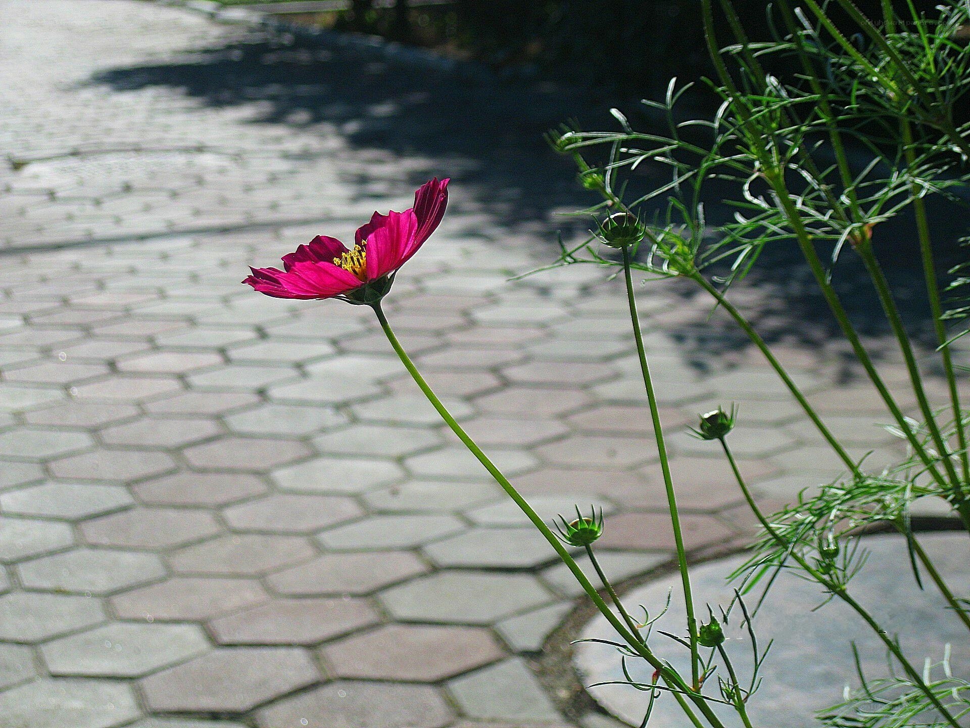 Pink flower on a paved path
