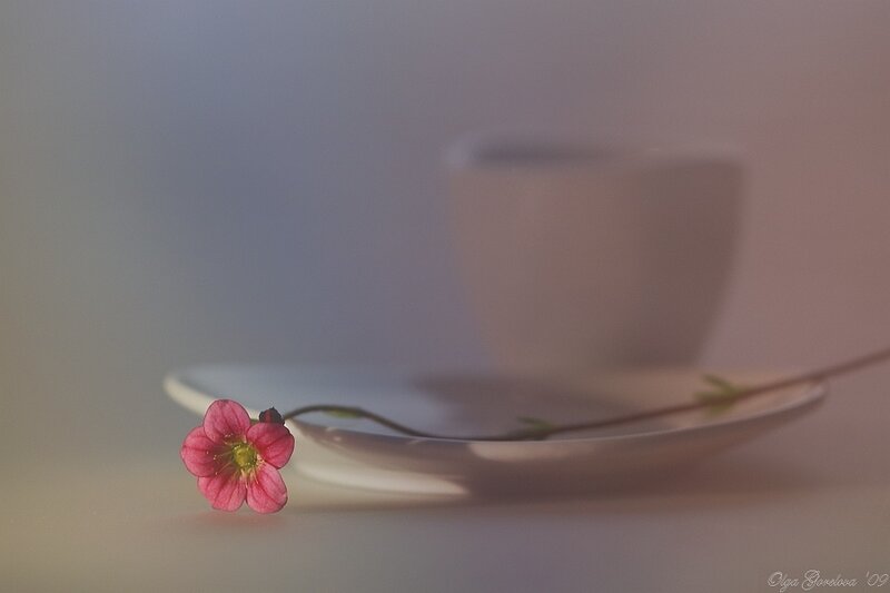 Pink flower on a saucer