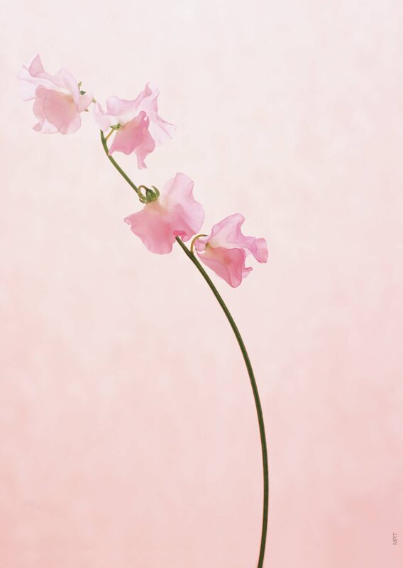 Pink flower on a soft background