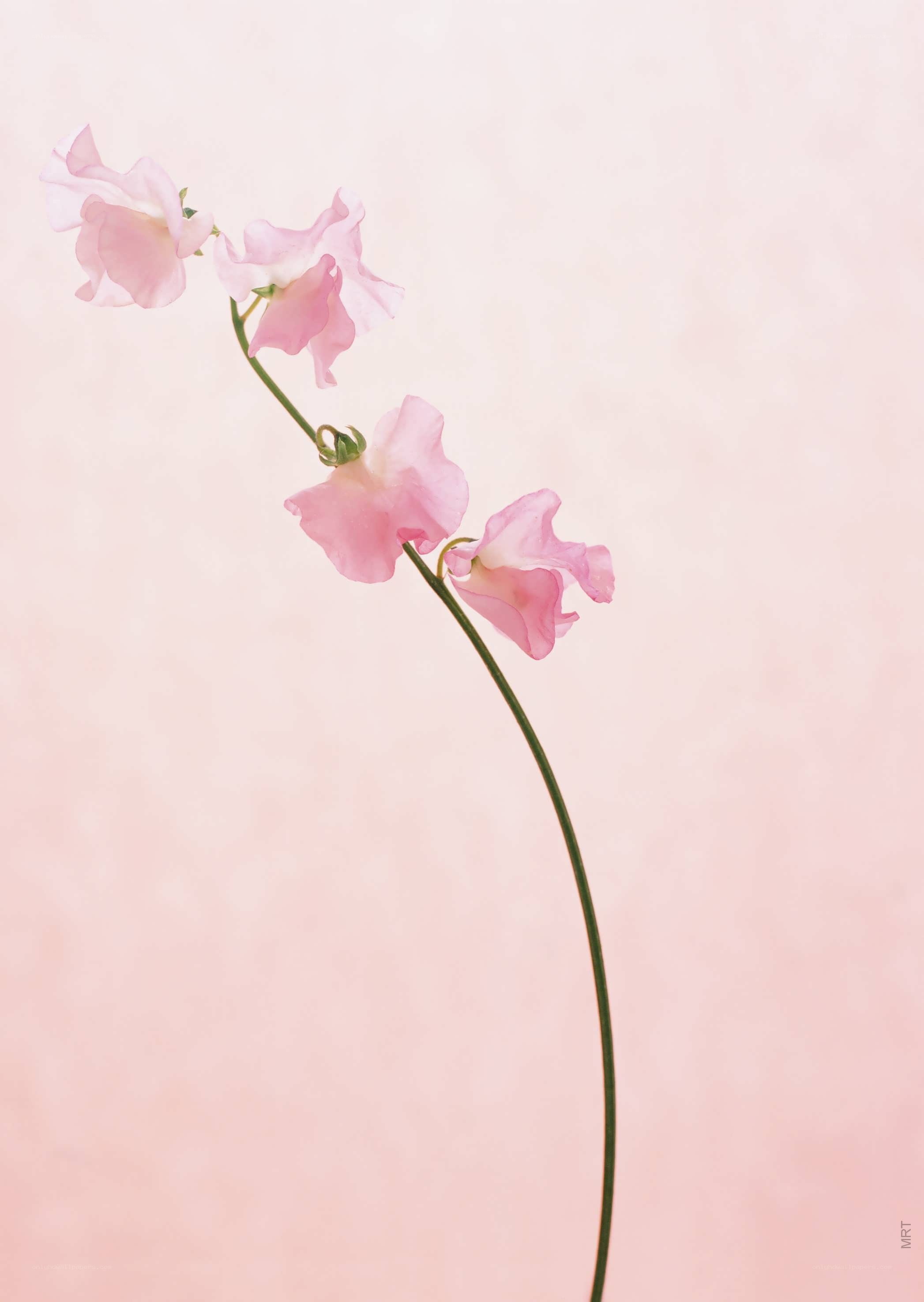 Pink flower on a soft background