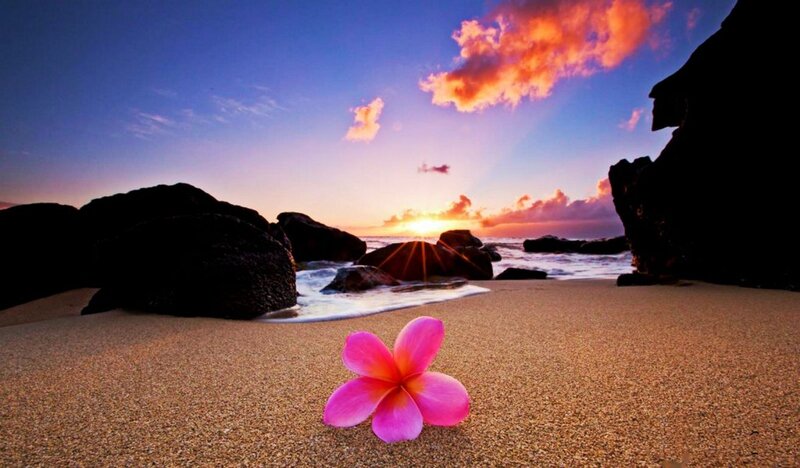 Pink Flower on Beach — Serene, Sunset