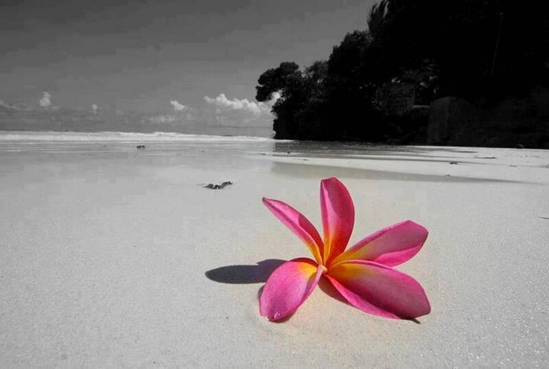 Pink Flower on Beach — Serene