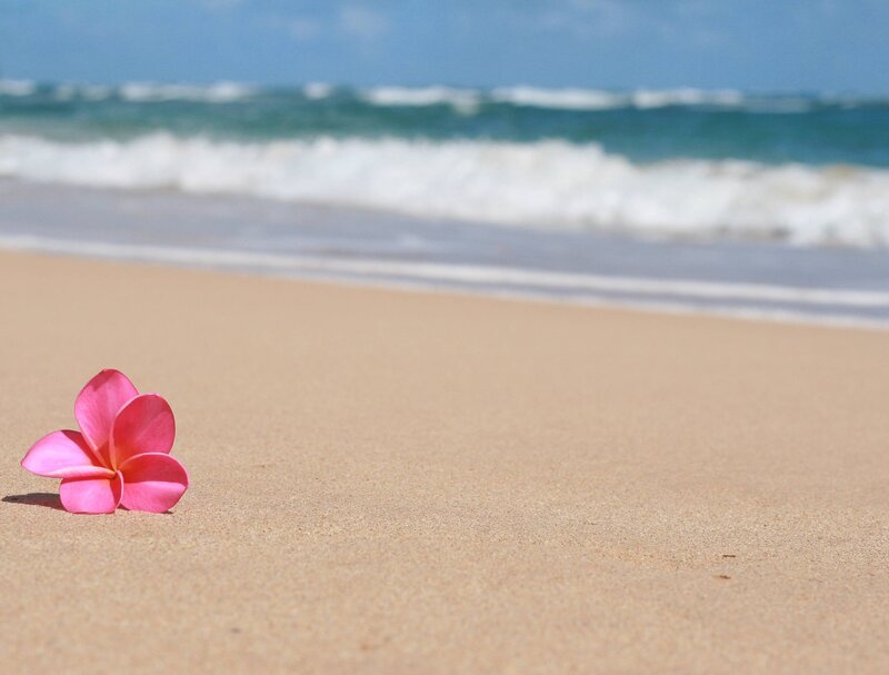 Pink Flower on Beach