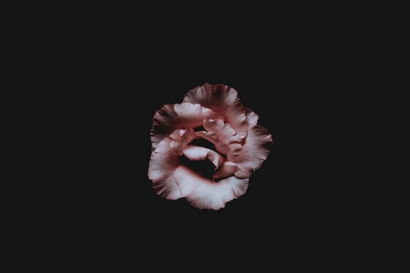 Pink flower on black background