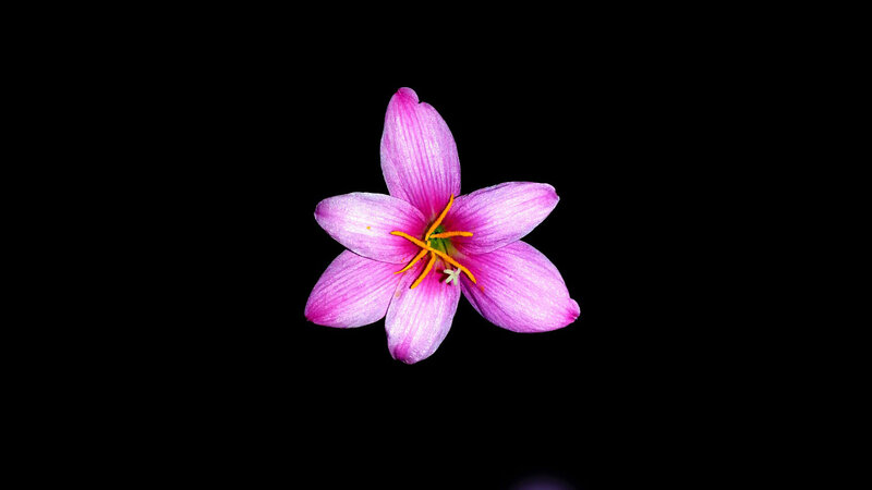 Pink Flower on Black — Purple