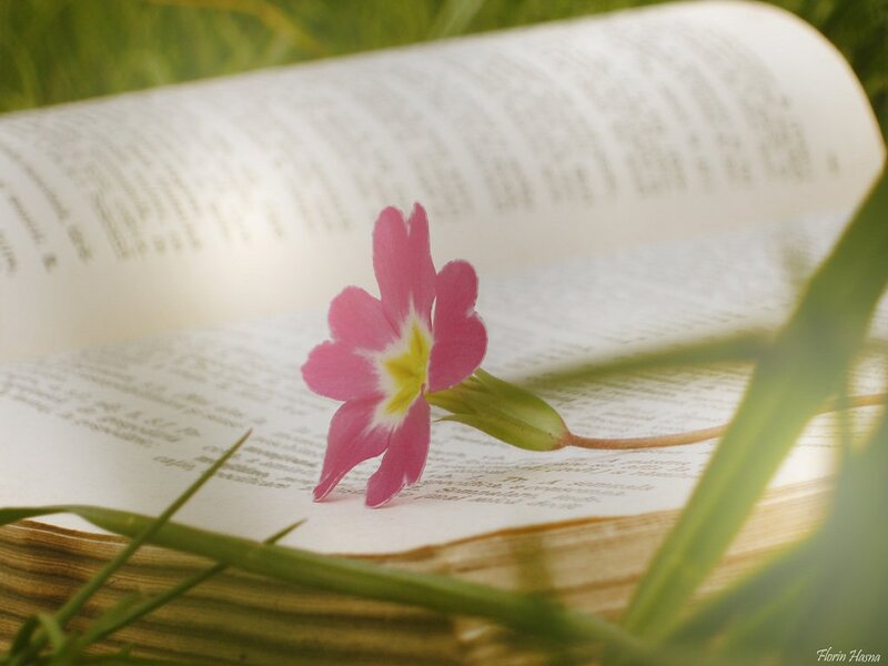 Pink Flower on Book — Serene, Spring