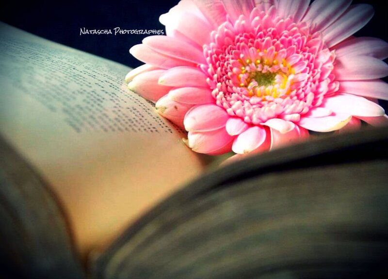 Pink Flower on Book — Serene