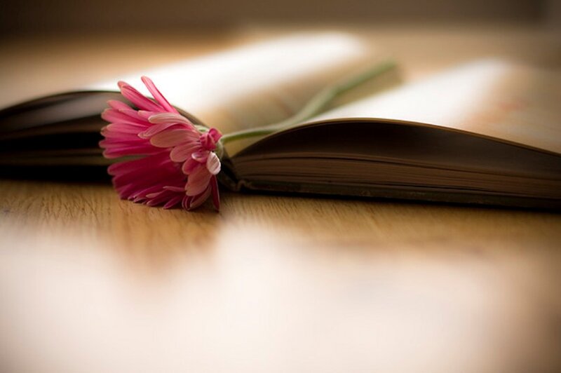 Pink Flower on Book