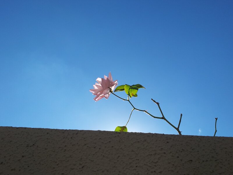Pink Flower on Branch — Blue