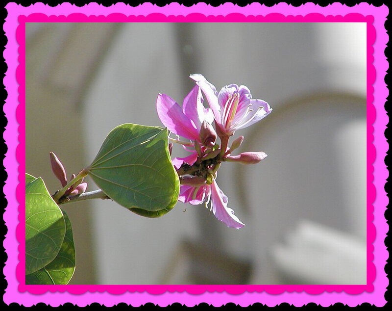 Pink Flower on Branch — Calm