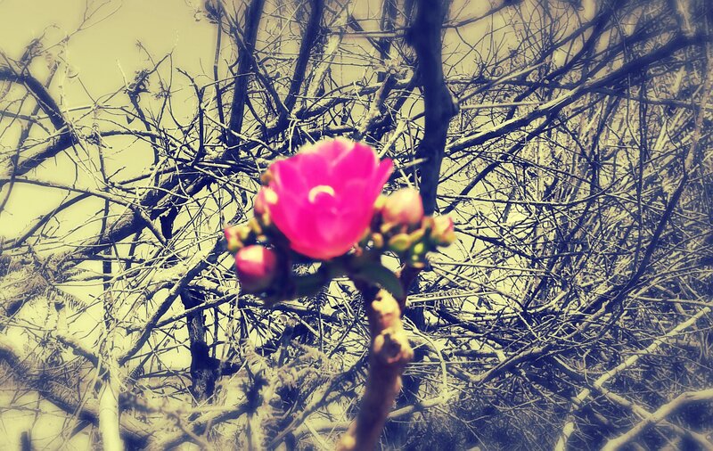 Pink Flower on Branch — Dramatic, Spring