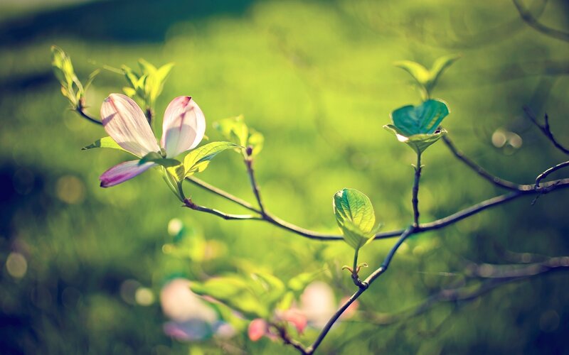 Pink Flower on Branch — Green, Serene, Spring