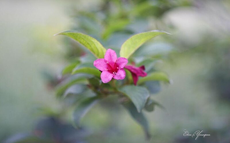 Pink Flower on Branch — Serene, Photograph, Green Leaves