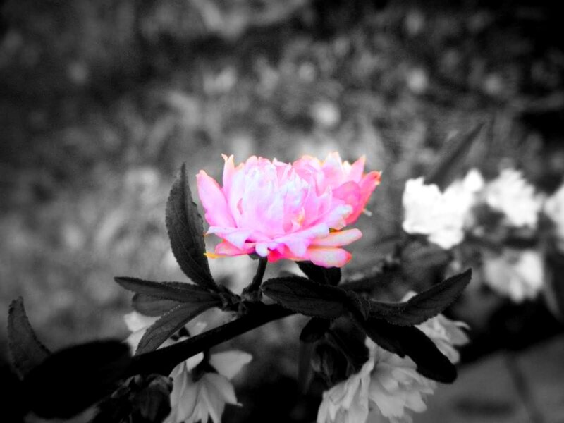 Pink Flower on Branch — Serene, Photograph