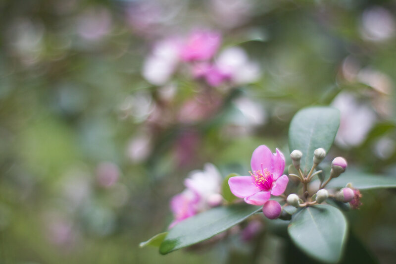 Pink Flower on Branch — Serene, Spring