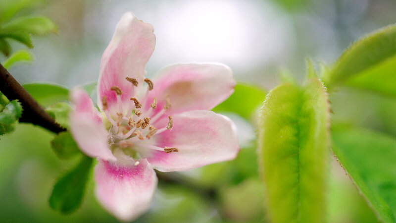Pink Flower on Branch — Serene