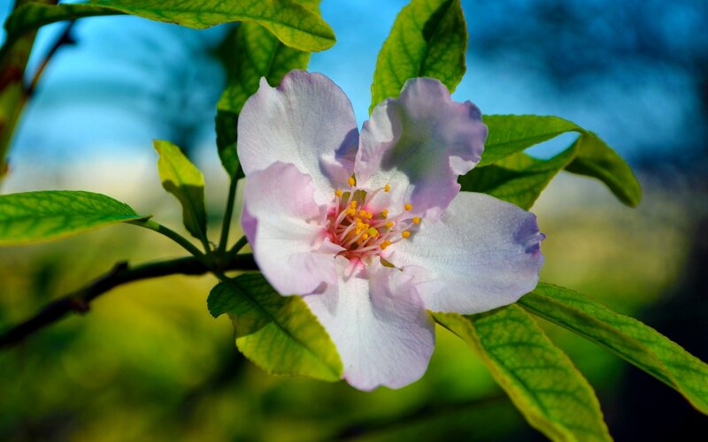 Pink Flower on Branch