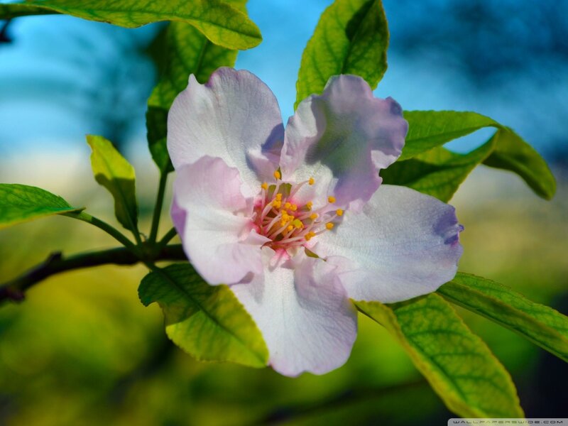 Pink Flower on Branch — White, Serene