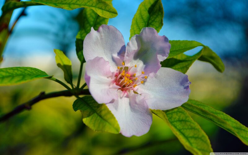 Pink Flower on Branch — White