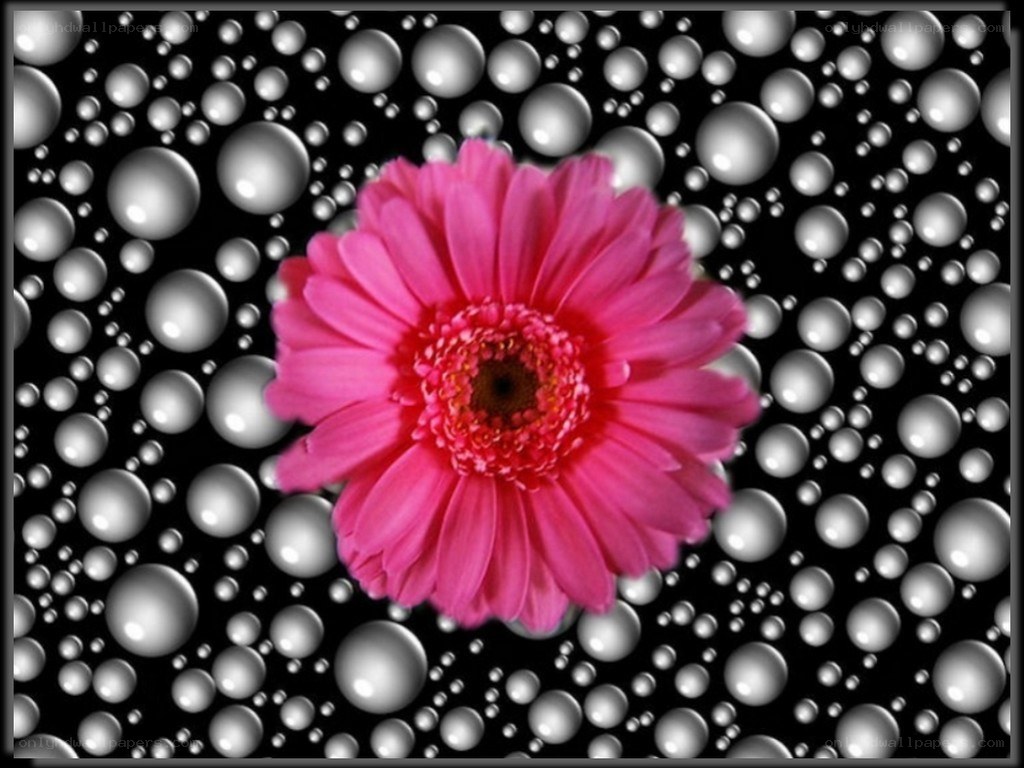 Pink flower on bubble background