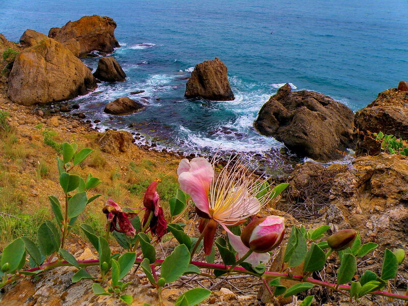 Pink Flower on Cliff