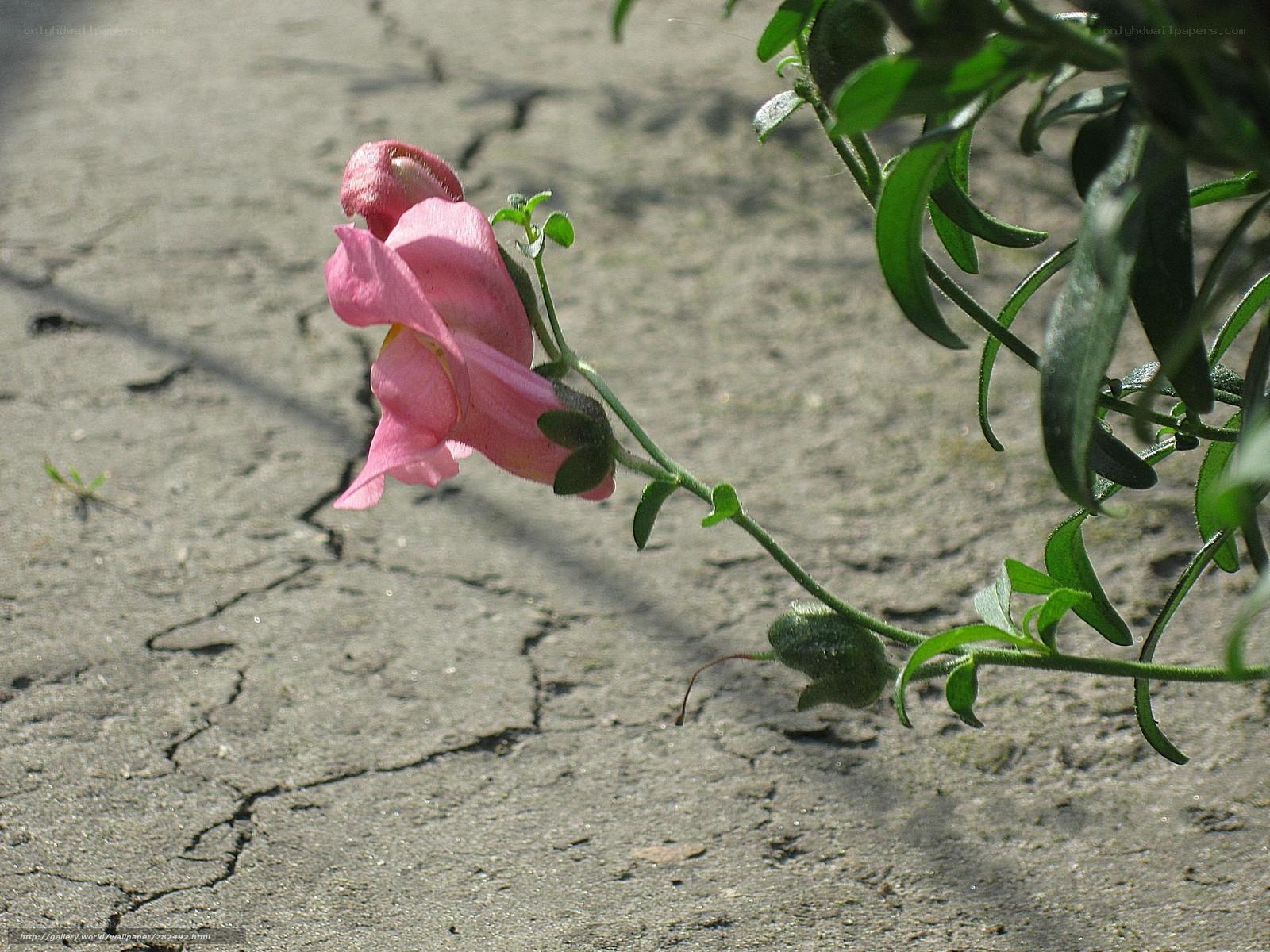 Pink flower on cracked pavement