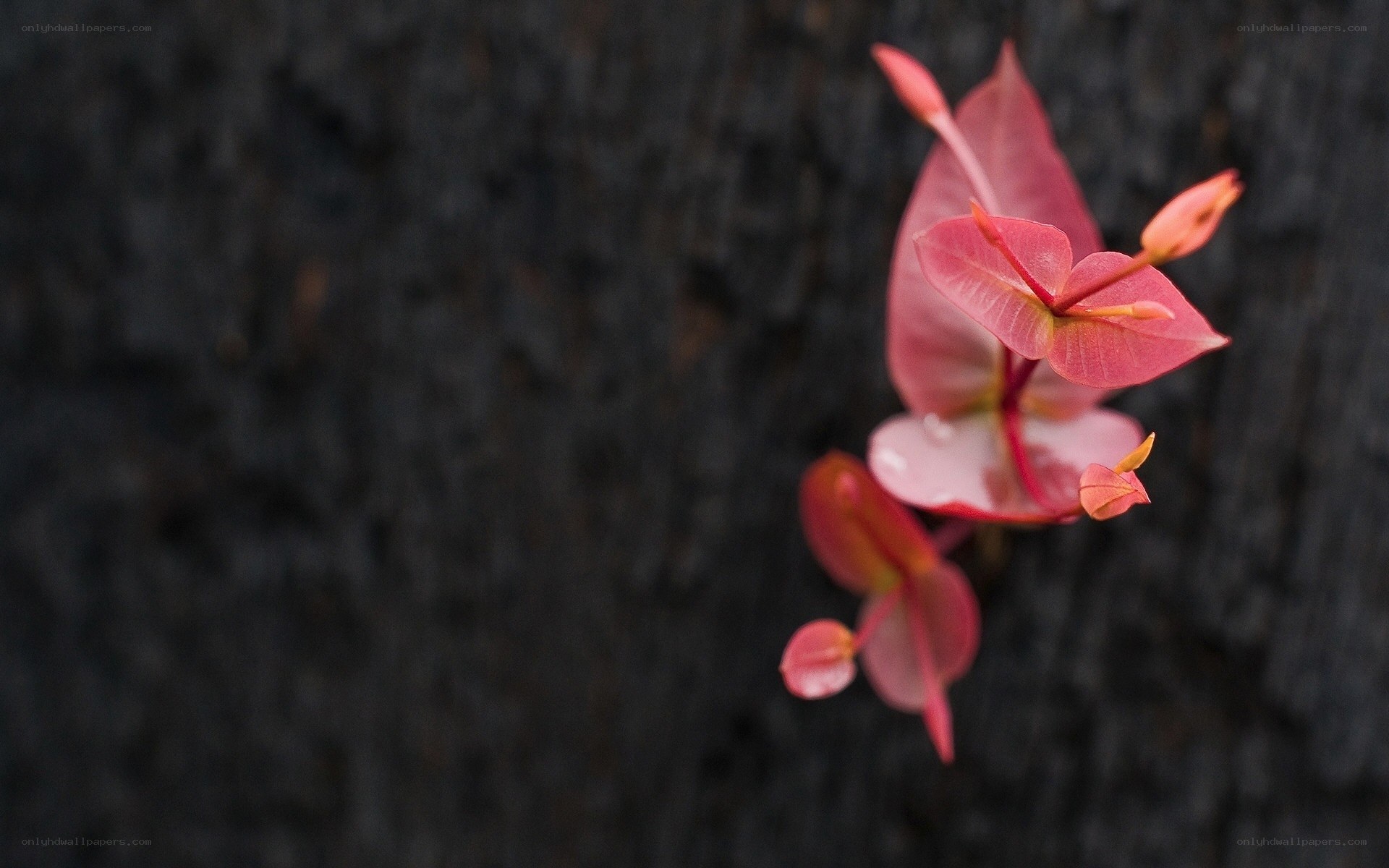 Pink flower on dark bark