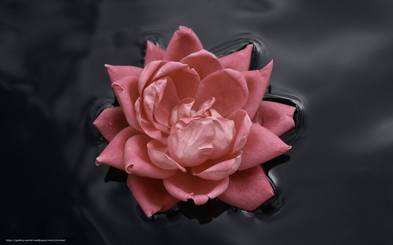 Pink flower on dark water