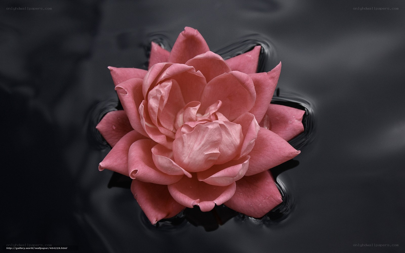 Pink flower on dark water