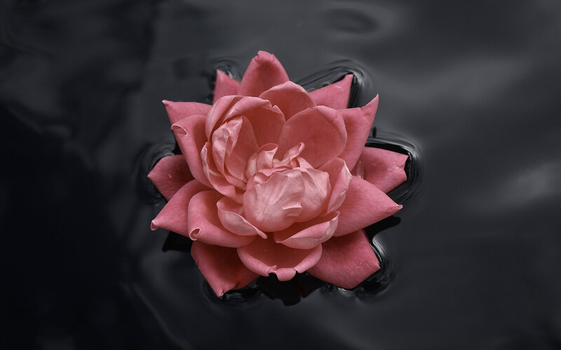 Pink flower on dark water
